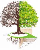 Baum